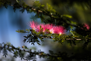 Picture 10 - Mimosa Flowers